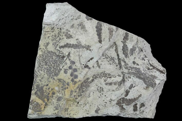 Plate Of Silurian Fossil Algae (Leveillites) - Estonia #102646